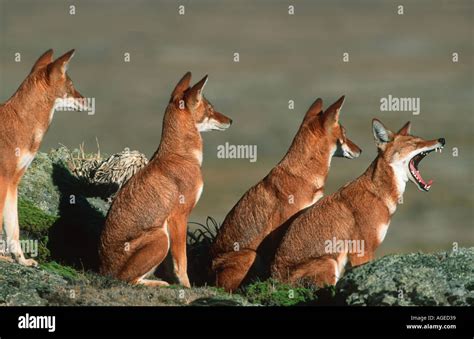 Ethiopian Wolf Canis Simensis Critically Endangered Bale Mountains