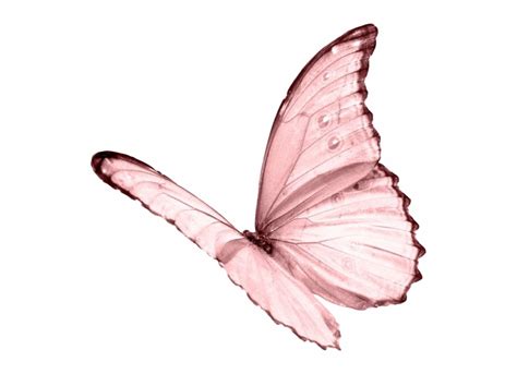 With these butterfly png images, you can directly use them in your design project without cutout. #moodboard #aesthetic #pastel #pink #butterfly #niche ...