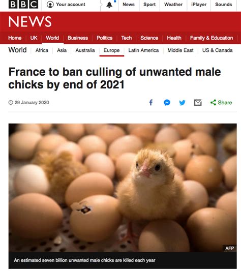 France To Ban Culling Of Unwanted Male Chicks By End Of 2021 Bbc Jvs