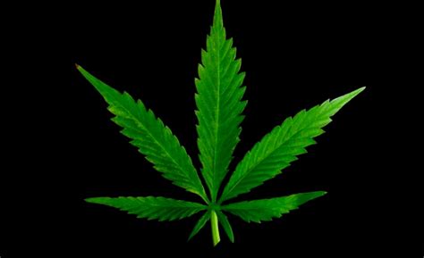 3d Wallpaper Weed Leaf Wallpapers Hd Wallpapers Record