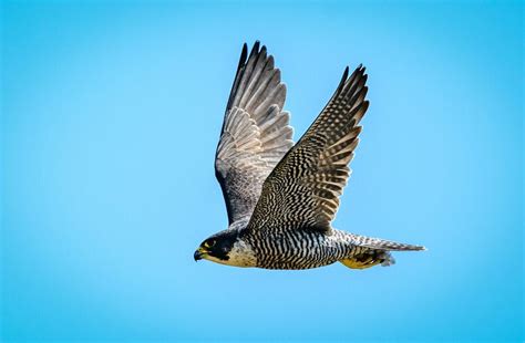 Peregrine Falcon Flying 500px Peregrine Falcon Peregrine Falcon