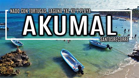 Akumal Y Yal K Nado Con Tortugas Cenote Y Playa Qu Hacer En