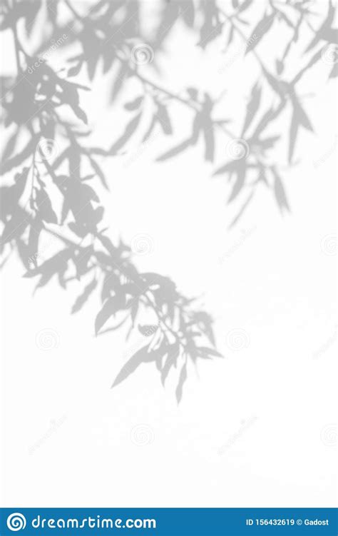 Gray Shadow Of The Leaves On A White Wall Stock Image Image Of Willow