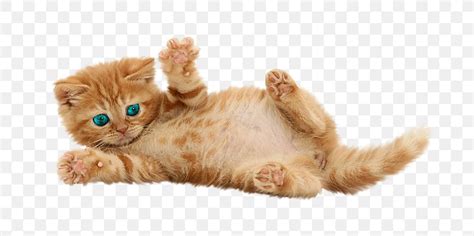 British Shorthair Kitten Siamese Cat Tonkinese Cat Persian Cat Png