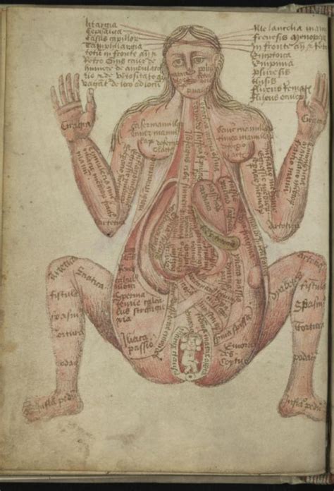 Via Anatomical Illustrations From 15th Century England The Public