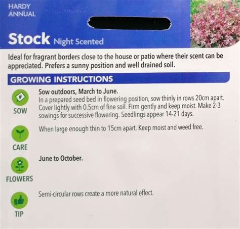 Night Scented Stock Seed Irish Plants Direct