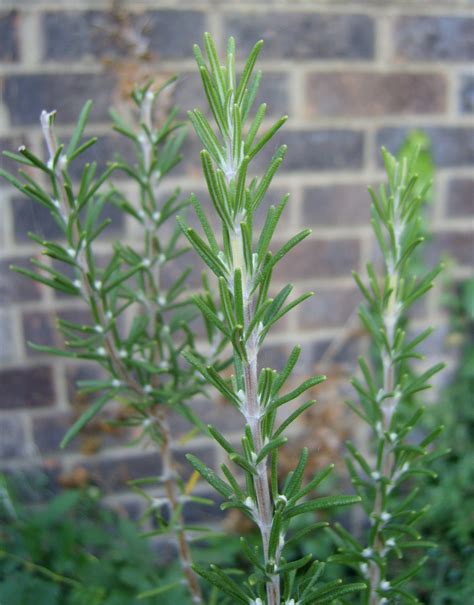 Tips For Growing Rosemary Herb Plants
