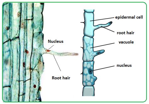Check spelling or type a new query. # 61 Root hairs and water uptake by plants | Biology Notes ...