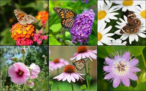 We did not find results for: 30 Beautiful Plants to Attract Butterflies and Bees to ...