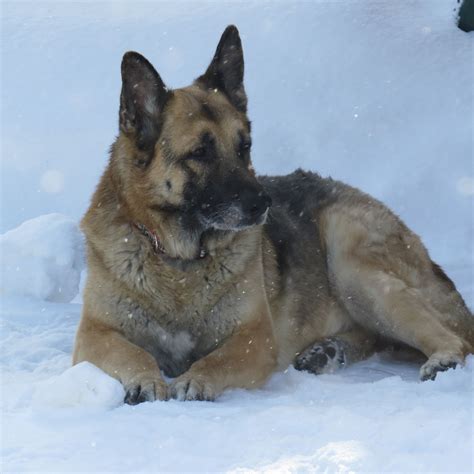 Jack Lovin The Snow And Chillin German Shepherd English Mastiff