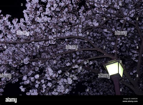 Japanese Sakura Cherry Blossoms At Night Illuminated By A Lantern