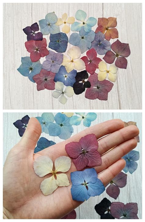 20 Pressed Hydrangea Pressed Flowers Natural Dried Flowers Etsy In