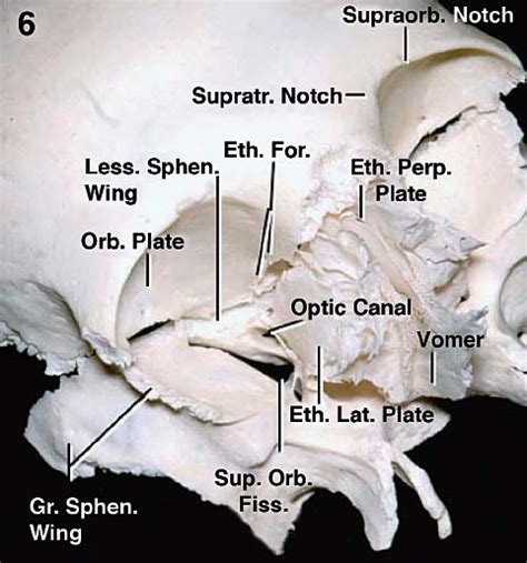 Anatomical Basis Of Skull Base Surgery Skull Osteology Neupsy Key