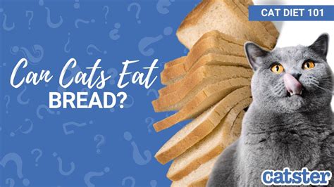 Can Cats Eat Bread Cat Diet 101 Youtube