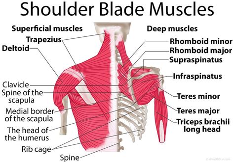 Chest shoulder upper back muscles. Shoulder blade (scapula) muscles: origin, insertion ...