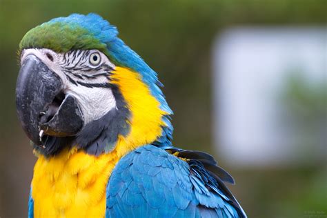 Blue Macaw Is Watchin U