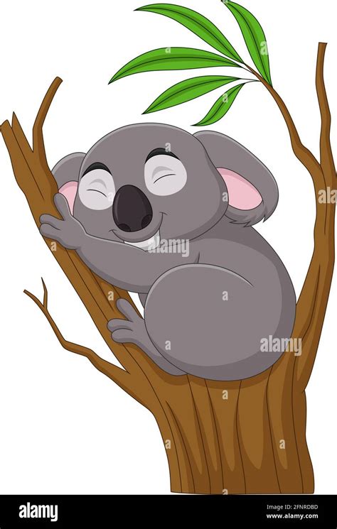 Koala Bear Sleeping On Eucalyptus Tree Stock Vector Images Alamy