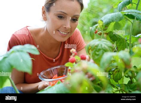 Woman Picking Raspberries In Vegetable Garden Stock Photo Alamy