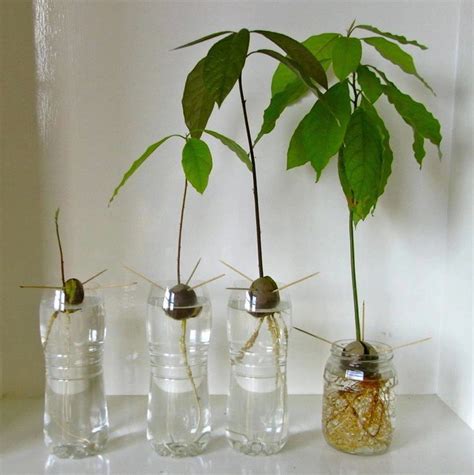 How To Grow An Avocado From A Seed Diy Projects Craft Ideas And How Tos