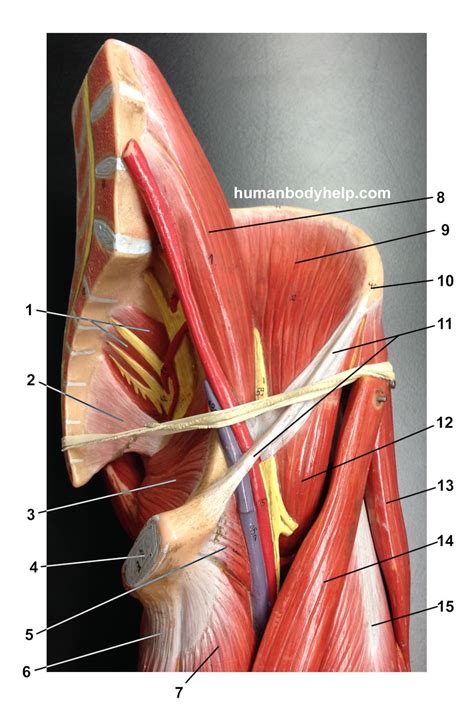 Anterior Hip Old Model – Human Body Help