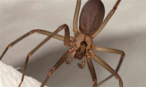 Brown Recluse Spiders In Oklahoma Where They Live What They Eat How
