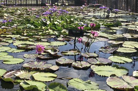 Lily Store Golden Pond Water Plants