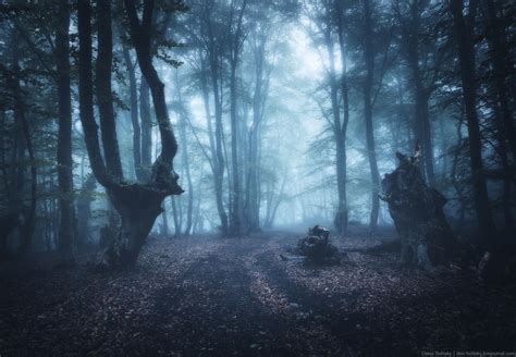 Fog in autumn forest | Autumn forest, Forest, Get outdoors