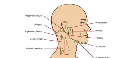 Lymph Nodes In Head And Neck Slideshare