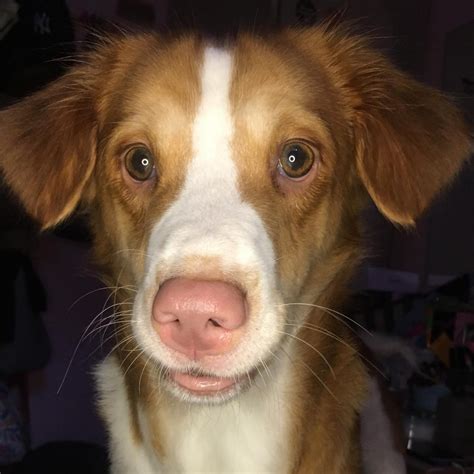 Golden Retriever Beagle Mix Adorable Dog That Bring Joy To Your Life