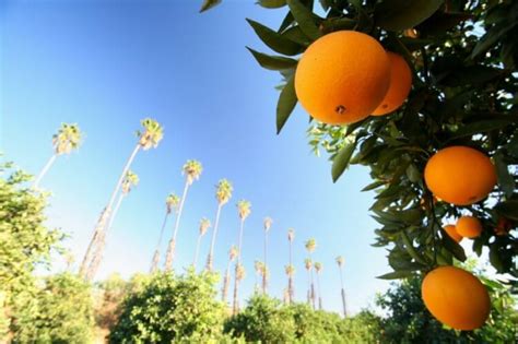 Freeway insurance at 7001 indiana ave, ste 3 in riverside, ca. Riverside - Home of California's Citrus Industry - Blog