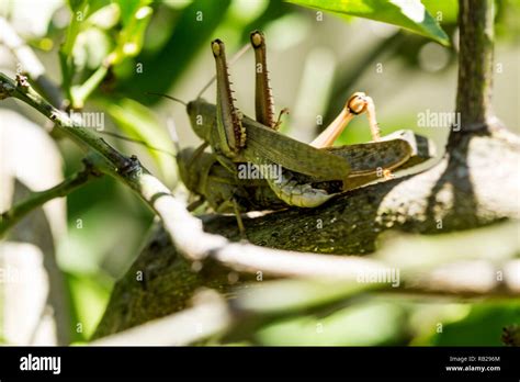 Hedge Grasshoppers Valanga Irregularis In A Mating Position The Smaller Insect Is The Male