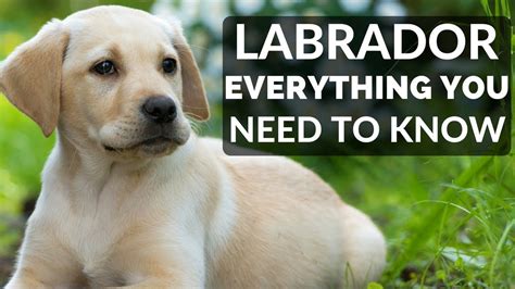 Labrador Retriever Everything You Need To Know About