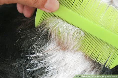 How To Tell If Your Dog Has Fleas 10 Steps With Pictures