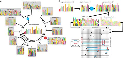 White Lupin Genome Evolution A Legumes Evolutionary History