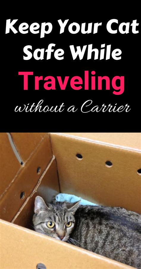 Keep Your Cat Safe While Traveling Without A Carrier Cat Safe Cats