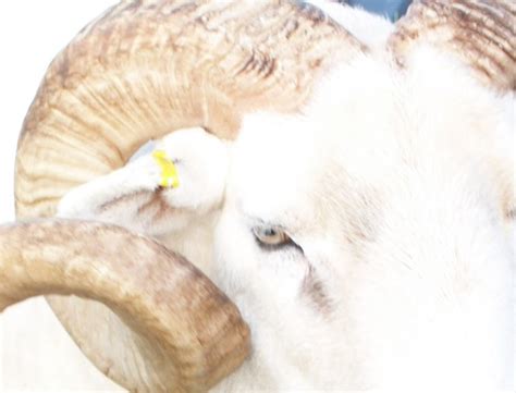 Wiltshire Horn Sheep Temperament History Characteristics Wool Meat