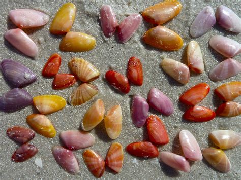 Colors Of Coquinas I Love Shelling