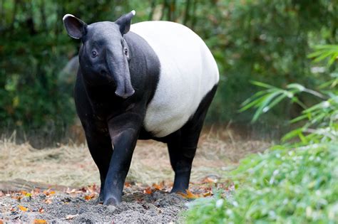 Tapir Birth Window Opens And Baby Proofing Habitat Is Completed