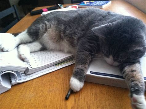 25 Cats Helping With Your Homework Cat Help Cats Crazy Cats