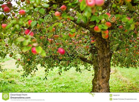 Apple Trees Orchard Stock Image Image Of Apple Beautiful 16526701
