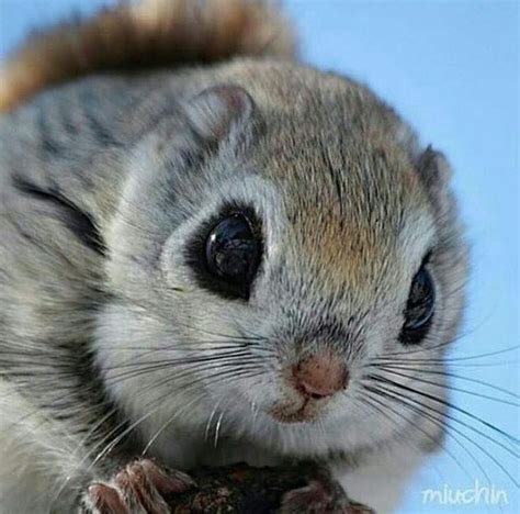 53 Best Japanese Flying Squirrels Images On Pinterest