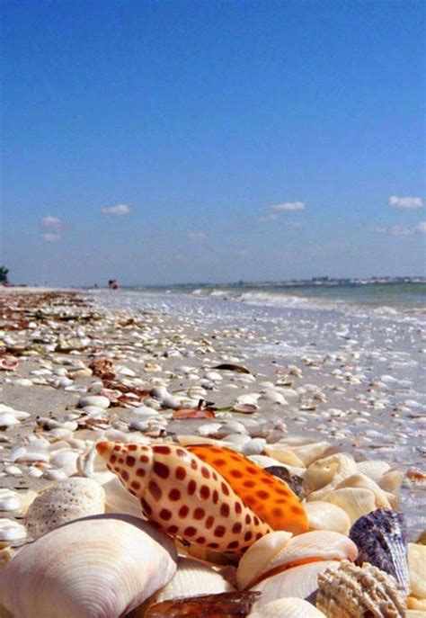 Pinoy Amerika Shell Beach In Sanibel Island