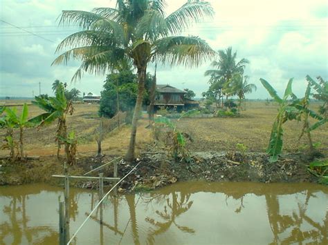 Contoh seni lukisan lanskap gambar pemandangan initu id lukisan rumah kampung 25 gambar pemandangan indah sketsa gunung laut lukisan rumah kampung laut, 14 09 2019 gambar foto lukisan pemandangan alam gunung. Rumah Kampung di Tepi Sawah - a photo on Flickriver