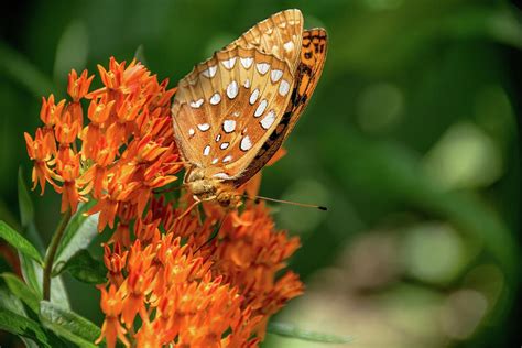 Great Spangled Fritillary Butterfly Photograph By Lucy Banks Pixels