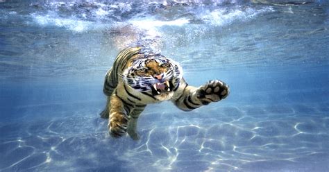 Psbattle Tiger Swimming Underwater Photoshopbattles