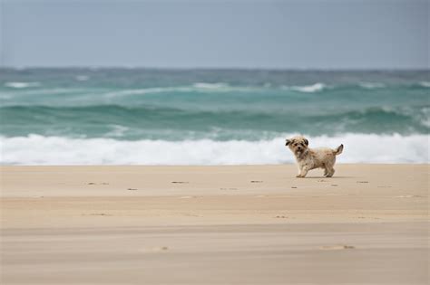 Dogs On Beach Wallpapers High Quality Download Free