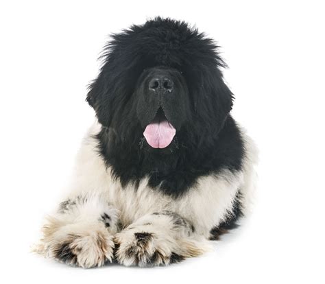 Black And White Dog Breeds The Smart Dog Guide