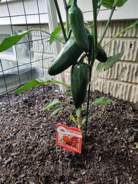 So I Bought A Sriracha Pepper Plant This Year What Kind Of Pepper Is