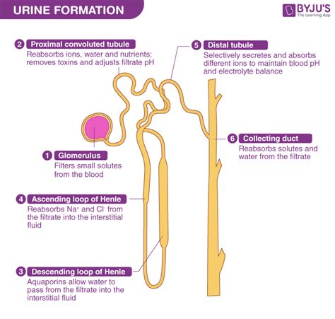 How Urine Is Formed In The Nephron Superprof