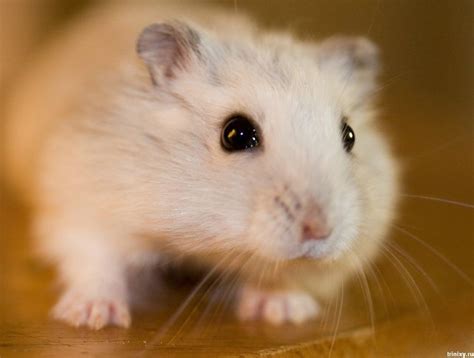 Information About Winter White Dwarf Hamster Care And Facts Hamster
